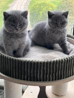 Brits korthaar - kittens, Dieren en Toebehoren, Katten en Kittens | Raskatten | Korthaar, Kater, Gechipt, 0 tot 2 jaar