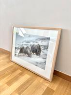 Art Print / Tirage Photo : Muskoxes - Limité x10, Ophalen