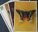 L'artiste des papillons tropicaux de Chromo, Livres, Livres d'images & Albums d'images, Comme neuf, Album d'images, Artis historia
