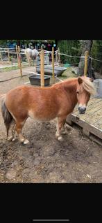 Shetlander, Dieren en Toebehoren, Pony's, Ruin, Met stamboom, 3 tot 6 jaar