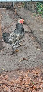 Brahma zilverzwart haantje onderdanig, Mâle, Poule ou poulet