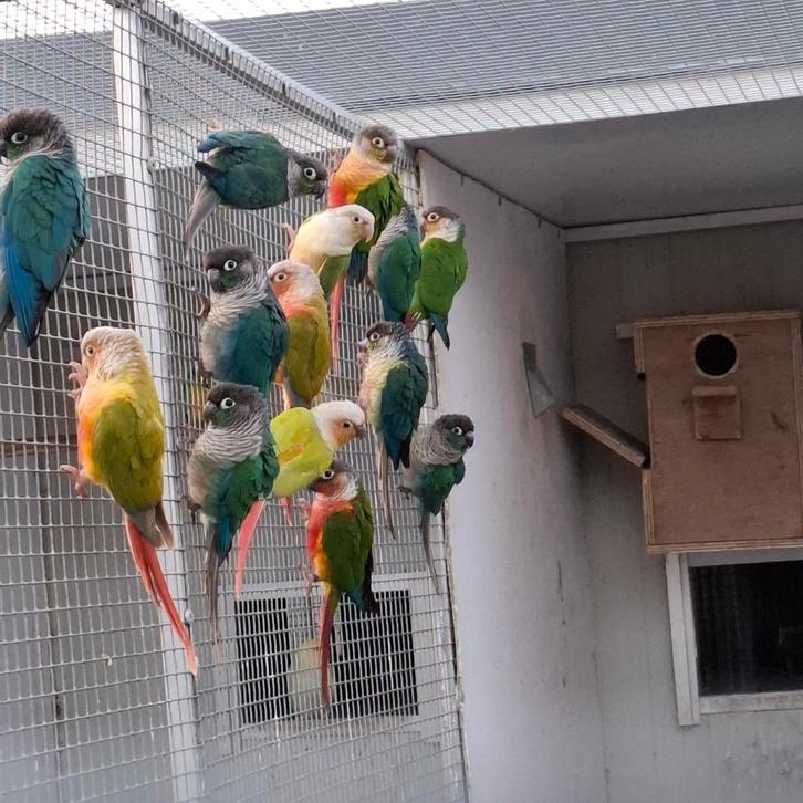 Pyrrhura molinae turquoise violet, Animaux & Accessoires, Oiseaux | Perruches & Perroquets, Perruche, Plusieurs animaux, Bagué