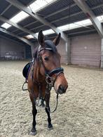 Hoofdstel cob, Dieren en Toebehoren, Ophalen of Verzenden