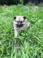 Belgische keeshondjes ,hier geboren te koop, België, Keeshond, Reu, CDV (hondenziekte)