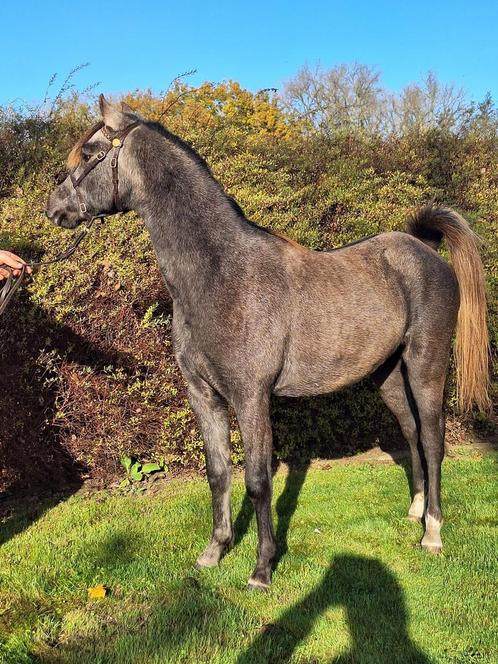 Prachtige Welsh b ruin, Dieren en Toebehoren, Pony's, Ruin, B