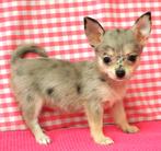 Super leuke Chihuahua pups!, Dieren en Toebehoren, Honden | Chihuahua's en Gezelschapshonden, 15 weken tot 1 jaar, Buitenland