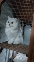 DEKKATER BRITS KORTHAAR BLACK SILVER SHADED, NOT FOR SALE!, Dieren en Toebehoren, 0 tot 2 jaar