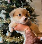 Supermooie Welsh Corgi Pembroke pups,in huis grootgebracht !, Dieren en Toebehoren, Honden | Herdershonden en Veedrijvers, België