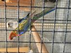 Koppel Rozella's bewezenkoppel, Dieren en Toebehoren, Vogels | Parkieten en Papegaaien