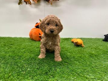 Nestje Cockapoo pups beschikbaar voor biedingen