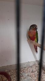 Pyrrhura split suncheek, Dieren en Toebehoren, Geringd