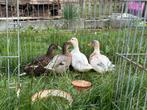 2x koppel Hollandse kwaker, Dieren en Toebehoren, Meerdere dieren, Eend