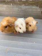 3 knuffelzeugjes te koop, Dieren en Toebehoren, Knaagdieren, Cavia, Vrouwelijk, Tam, Oktober