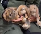 Jonge konijnen Nederlands hangoor rammelaars te koop, Dieren en Toebehoren, Konijnen, Mannelijk, Klein, Hangoor, 0 tot 2 jaar