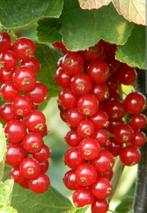 Ribes Rode eetbare besjes, Ophalen