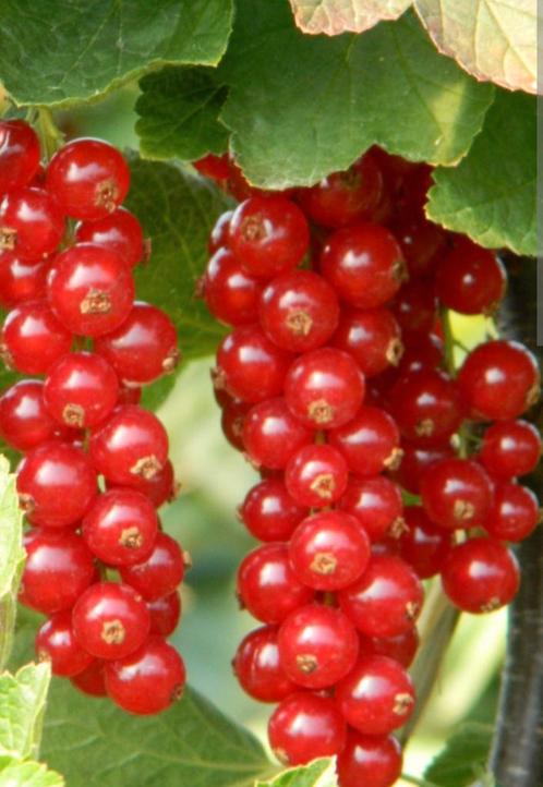 Ribes Rode eetbare besjes, Tuin en Terras, Planten | Tuinplanten, Ophalen