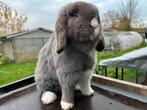 Minilop voedster BO, Dieren en Toebehoren, Konijnen