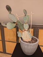 Cactus à feuilles, Maison & Meubles, Plantes d'intérieur, Cactus, Enlèvement ou Envoi