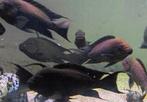 Petrochromis trewavasae Tanganyika cichliden, Dieren en Toebehoren, Zoetwatervis, Schoolvis, Vis