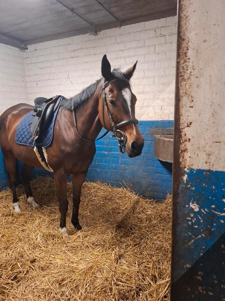 Verzorger aangeboden, Dieren en Toebehoren, Paarden