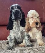 Engelse Cocker-spaniël-puppy's, Dieren en Toebehoren, België, Fokker | Hobbymatig, 8 tot 15 weken, CDV (hondenziekte)