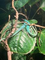 Takydromus smaragdinus, Dieren en Toebehoren, Hagedis, 0 tot 2 jaar