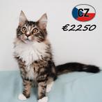 Maine Coon, chatons à vendre, Plusieurs animaux, Vermifugé, 0 à 2 ans