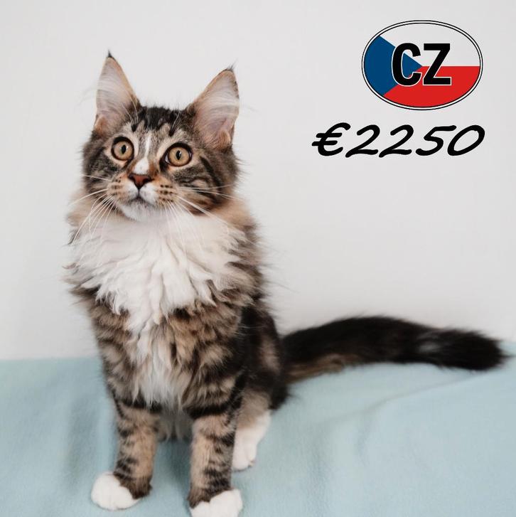 Maine Coon, kittens te koop, Dieren en Toebehoren, Katten en Kittens | Raskatten | Langhaar, Meerdere dieren, 0 tot 2 jaar, Gechipt