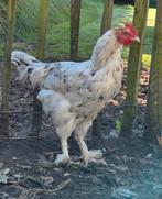 Haan Marans splash, Dieren en Toebehoren, Pluimvee, Kip