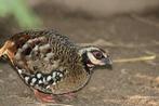 Bruinborstpatrijs, Dieren en Toebehoren, Vogels | Overige Vogels, Meerdere dieren, Tropenvogel, Geringd