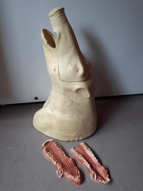 PU vorm wild zwijn + tanden, Verzamelen, Dierenverzamelingen, Ophalen of Verzenden