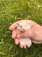 Goudhamster, Hamster