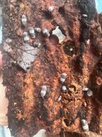 Cubaris sp. Panda King, Overige soorten