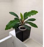 Euphorbia leuconeura - de Madagascar Jewel, Maison & Meubles, Plantes d'intérieur, Enlèvement, Plante succulente