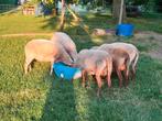 4 stamboek houtlandooien te koop, Dieren en Toebehoren, Overige Dieren