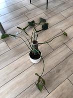 Philodendron Joepii, Huis en Inrichting, Ophalen, Overige soorten