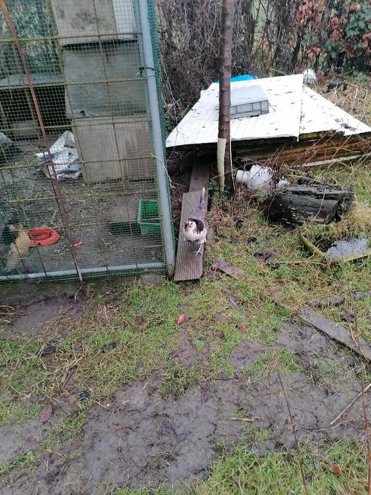 trio brabants boerenhoen, kwartel, blauw en-blauwzilver, Animaux & Accessoires, Volatiles