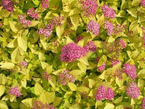 Spiraea japonica "Golden Princess" (spierstruik), Tuin en Terras, Planten | Tuinplanten, Vaste plant, Overige soorten, Volle zon