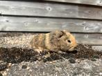 Ch teddy cavia, Dieren en Toebehoren, Knaagdieren, Augustus, Cavia, Tam
