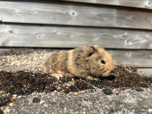 Ch teddy cavia, Dieren en Toebehoren, Knaagdieren, Cavia, Augustus, Tam