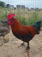 Marans zwart koperhals haan, Dieren en Toebehoren, Mannelijk, Kip
