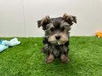 Yorkshire Terrier pups kleine taille, Dieren en Toebehoren, Honden | Jack Russells en Terriërs, Yorkshire Terriër, België, 8 tot 15 weken