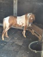 Super mooie mini pony, Dieren en Toebehoren, Merrie, Ontwormd