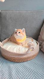 Petchat Frontiere Hk20233586 british shorthair, Dieren en Toebehoren, Katten en Kittens | Raskatten | Korthaar, Poes, Gechipt