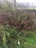 Branche a donner, Enlèvement