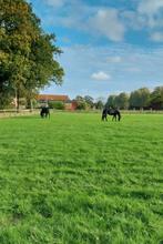 Weideplaats in Oostkamp/Ruddervoorde, Dieren en Toebehoren