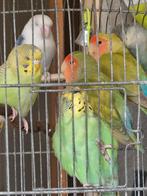 2 koppels Fisheri/agapornis, koppel grasparkieten, Dieren en Toebehoren, Vogels | Parkieten en Papegaaien, Tam