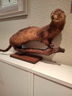Taxidermie marter., Verzamelen, Dierenverzamelingen, Ophalen of Verzenden, Zo goed als nieuw