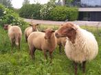 ramlammeren Ardense Voskop schapen, Dieren en Toebehoren, Schapen, Geiten en Varkens, Meerdere dieren, Schaap, 0 tot 2 jaar