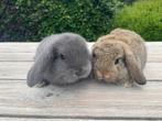 Koppel minilopjes, Dieren en Toebehoren, Konijnen, Meerdere dieren, Dwerg, Hangoor, 0 tot 2 jaar